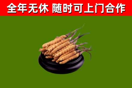 青岛市回收散虫草
