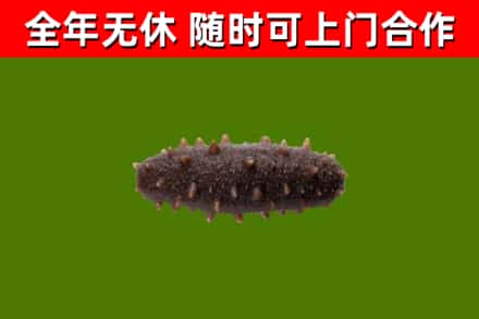 青岛市回收海参干